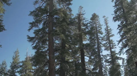 Sunny Pine Forest Stock Footage