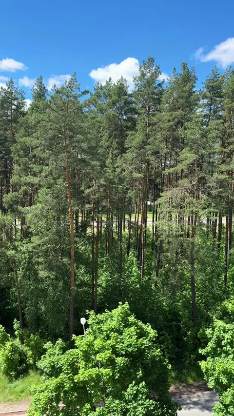Sunny pine forest with green trees and blue sky, summer nature view  Video stock 336795947