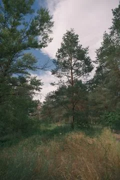 Sunny pine forest interior with tall tree trunks, green undergrowth, and dr.. Stock Photos
