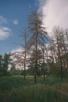 Sunny pine forest interior with tall tree trunks, green undergrowth, and dr.. Stock Photos