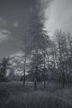 Sunny pine forest interior with tall tree trunks, green undergrowth, and dr.. Stock Photos