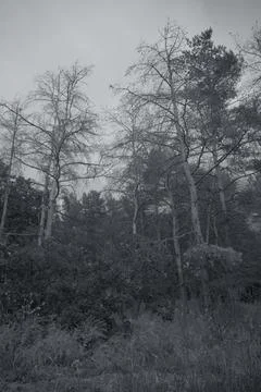 Sunny pine forest interior with tall tree trunks, green undergrowth, and dr.. Stock Photos