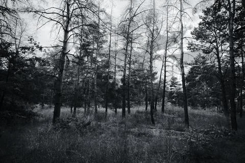 Sunny pine forest interior with tall tree trunks, green undergrowth, and dr.. Stock Photos