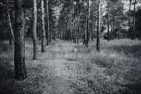 Sunny pine forest interior with tall tree trunks, green undergrowth, and dr.. Stock Photos