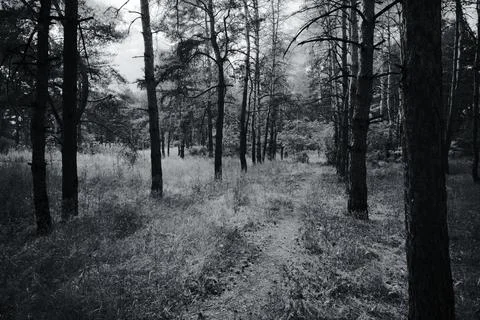 Sunny pine forest interior with tall tree trunks, green undergrowth, and dr.. Stock Photos