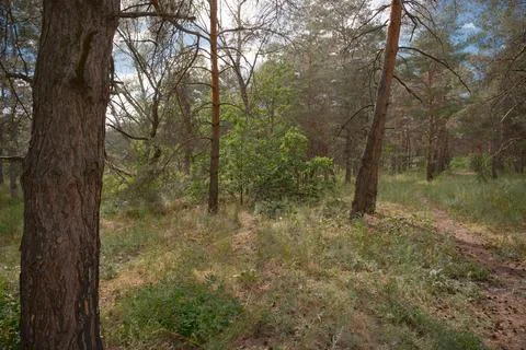 Sunny pine forest interior with tall tree trunks, green undergrowth, and dr.. Stock Photos