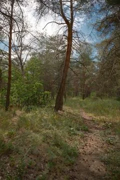 Sunny pine forest interior with tall tree trunks, green undergrowth, and dr.. 写真素材