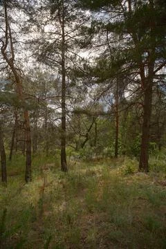 Sunny pine forest interior with tall tree trunks, green undergrowth, and dr.. Stock Photos