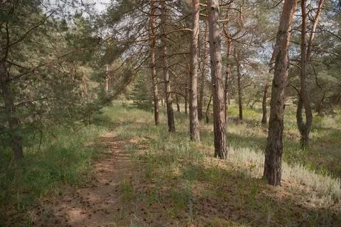Sunny pine forest interior with tall tree trunks, green undergrowth, and dr.. Stock Photos
