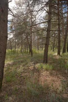 Sunny pine forest interior with tall tree trunks, green undergrowth, and dr.. Stock Photos