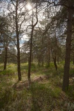 Sunny pine forest interior with tall tree trunks, green undergrowth, and dr.. Stock Photos