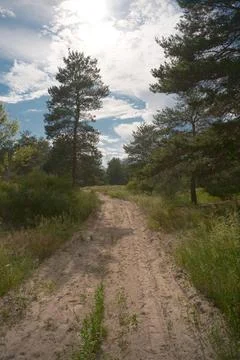 Sunny pine forest interior with tall tree trunks, green undergrowth, and dr.. Stock Photos