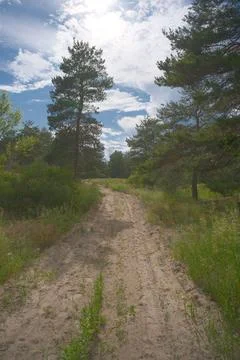 Sunny pine forest interior with tall tree trunks, green undergrowth, and dr.. Stock Photos