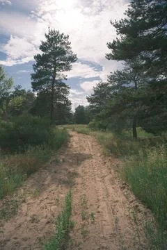 Sunny pine forest interior with tall tree trunks, green undergrowth, and dr.. Stock Photos