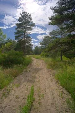 Sunny pine forest interior with tall tree trunks, green undergrowth, and dr.. Stock Photos