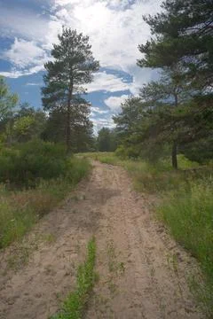 Sunny pine forest interior with tall tree trunks, green undergrowth, and dr.. Stock Photos