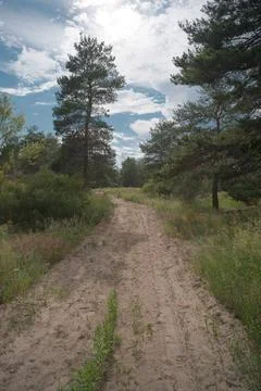 Sunny pine forest interior with tall tree trunks, green undergrowth, and dr.. Stock Photos