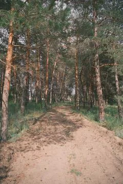 Sunny pine forest interior with tall tree trunks, green undergrowth, and dr.. Stock Photos