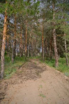 Sunny pine forest interior with tall tree trunks, green undergrowth, and dr.. Fotos de archivo