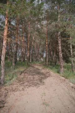 Sunny pine forest interior with tall tree trunks, green undergrowth, and dr.. Stock Photos