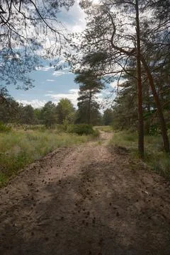 Sunny pine forest interior with tall tree trunks, green undergrowth, and dr.. Stock Photos