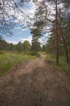 Sunny pine forest interior with tall tree trunks, green undergrowth, and dr.. Stock Photos