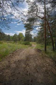 Sunny pine forest interior with tall tree trunks, green undergrowth, and dr.. Stock Photos