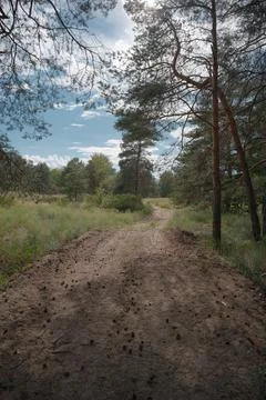 Sunny pine forest interior with tall tree trunks, green undergrowth, and dr.. Stock Photos