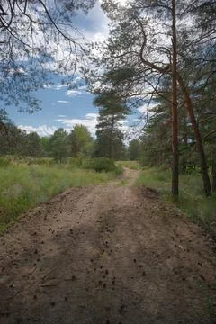Sunny pine forest interior with tall tree trunks, green undergrowth, and dr.. Stock Photos