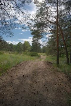 Sunny pine forest interior with tall tree trunks, green undergrowth, and dr.. Stock Photos