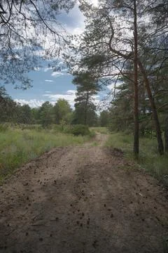 Sunny pine forest interior with tall tree trunks, green undergrowth, and dr.. Stock Photos