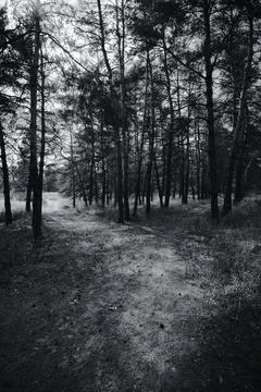 Sunny pine forest interior with tall tree trunks, green undergrowth, and dr.. Stock Photos