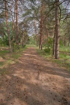 Sunny pine forest interior with tall tree trunks, green undergrowth, and dr.. Stock Photos