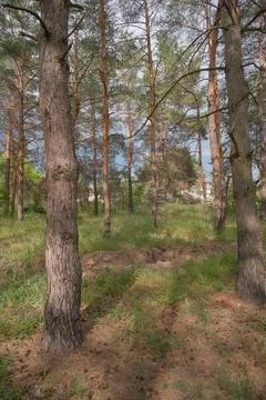 Sunny pine forest interior with tall tree trunks, green undergrowth, and dr.. Stock Photos