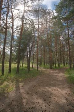 Sunny pine forest interior with tall tree trunks, green undergrowth, and dr.. Fotos de archivo