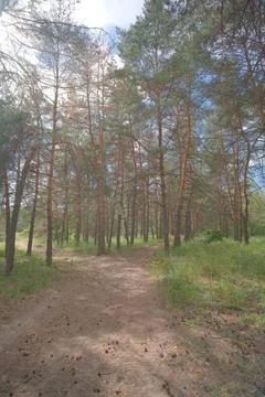 Sunny pine forest interior with tall tree trunks, green undergrowth, and dr.. Stock Photos