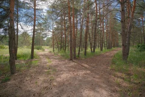 Sunny pine forest interior with tall tree trunks, green undergrowth, and dr.. Stock Photos