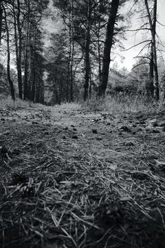 Sunny pine forest interior with tall tree trunks, green undergrowth, and dr.. Stock-Fotos