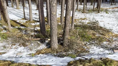 Sunny pine forest with melting snow and fallen branches Video stock 330405548
