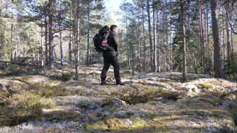 Sunny Pine Forest with Mossy Rocks and Woodland Landscape Vídeo Stock 333582170