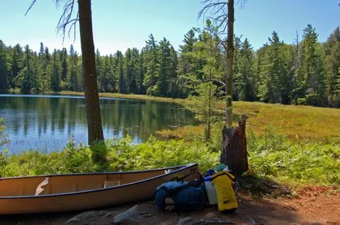 Sunny pine forest Stock Photos