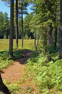 Sunny pine forest Stock Photos