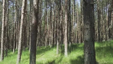 Sunny pine forest in the rays of sun in the morning time. Camera moove throuhg Stock Footage 155652826