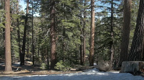 Sunny Pine Forest Snowy Forest Floor Stock Footage 47257151