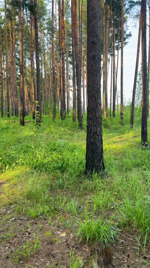Sunny pine forest with tall tree trunks and green grass Stock Footage 336796356