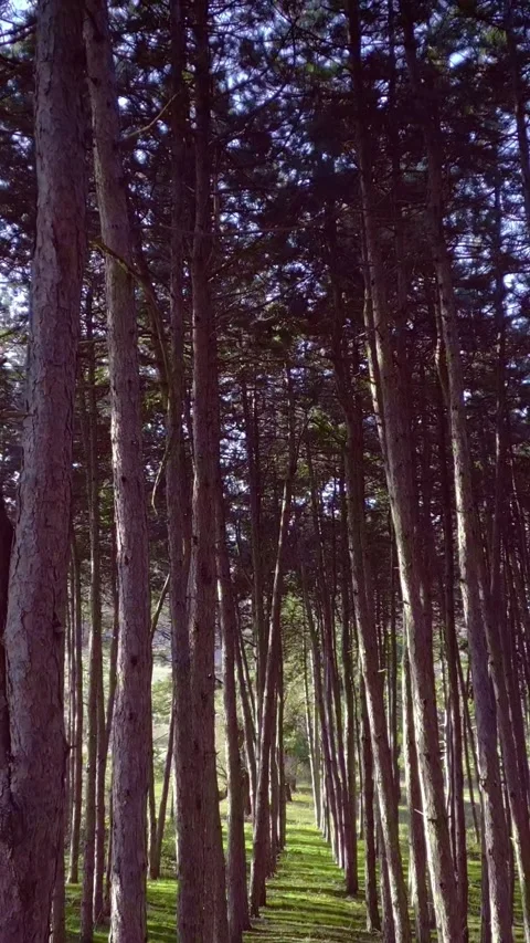 Sunny pine tree forest, nature background, vertical short video Stock Footage 283344799