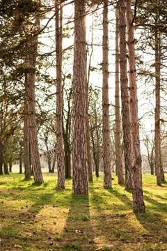 Sunny pine tree forest Stock Photos