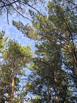 Sunny pine tree tops background Stock Photos