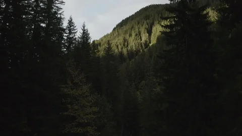 Sunny Pine View - DJI Mavic Pro 2 - 4K - 23.98 fps - Megeve, FRA Stock Footage 122334861