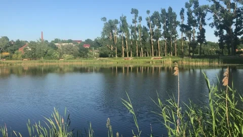 SUNNY POND TREES HD Stock Footage 155958843